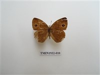 藏品(淡色眉眼蝶)的圖片